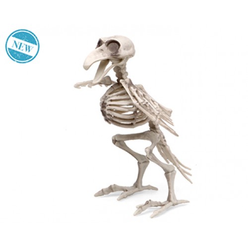 Esqueleto. Medida: 19 x 12 cm